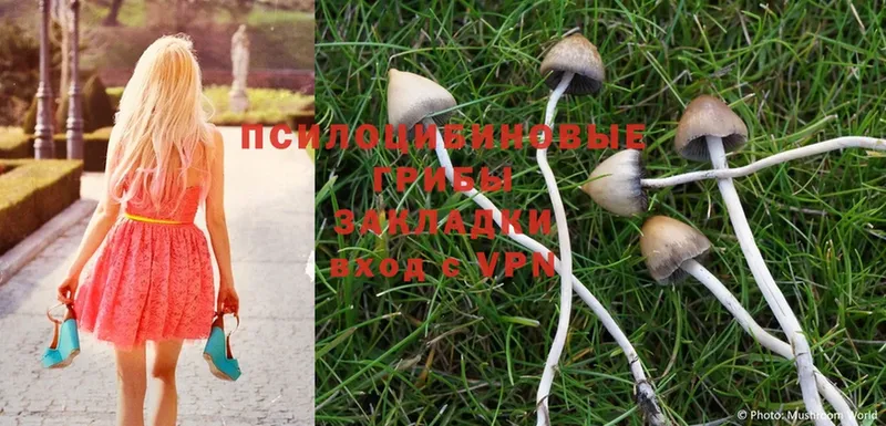 купить  цена  OMG tor  Галлюциногенные грибы MAGIC MUSHROOMS  Серов 